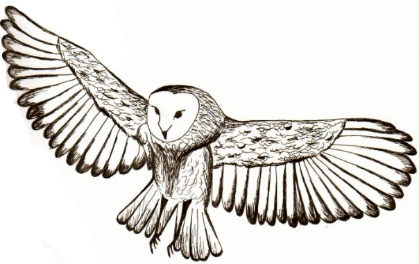 604x380 Owl In Flight By Mandah Pandah