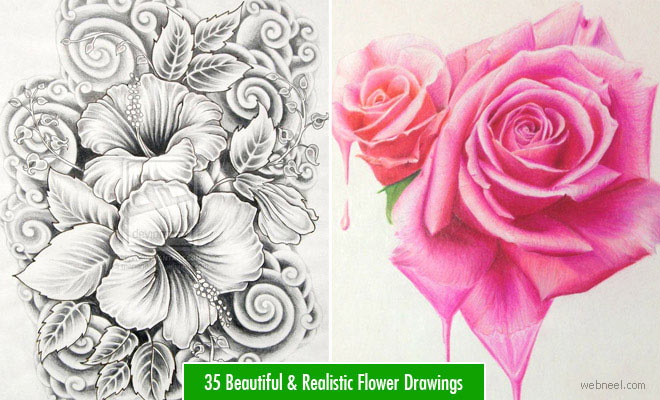 660x400 40 Beautiful Flower Drawings And Realistic Color Pencil Drawings
