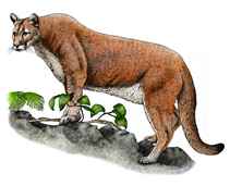 211x171 Big Cats Of The World Full Color Amp Line Art Illustrations