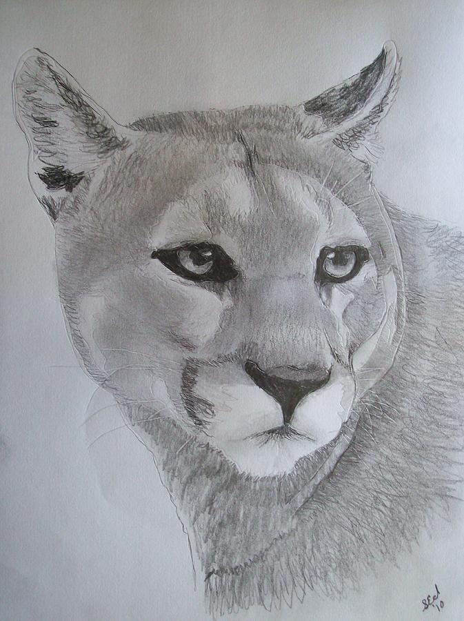 673x900 Florida Panther Drawings Fine Art America