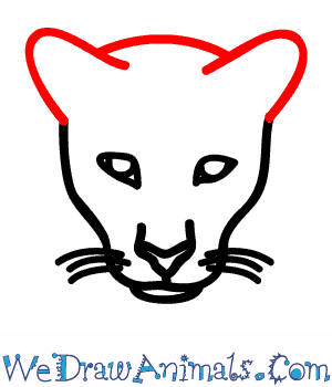 300x350 How To Draw A Florida Panther