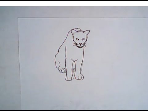 480x360 How To Draw A Florida Panther (Simple Drawing)