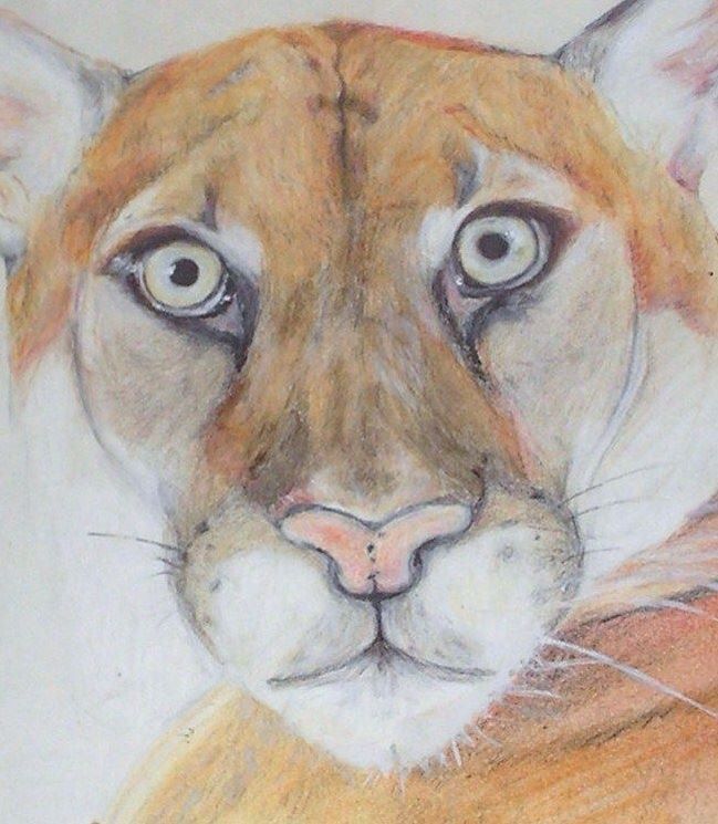 Florida Panther Drawing at GetDrawings | Free download