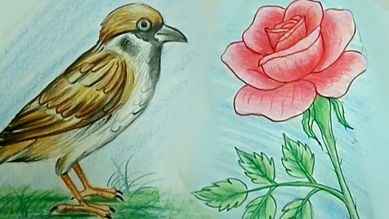 1280x720 How To Draw Rose Flower Amp Tweet Bird Step By Step Kids Drawing