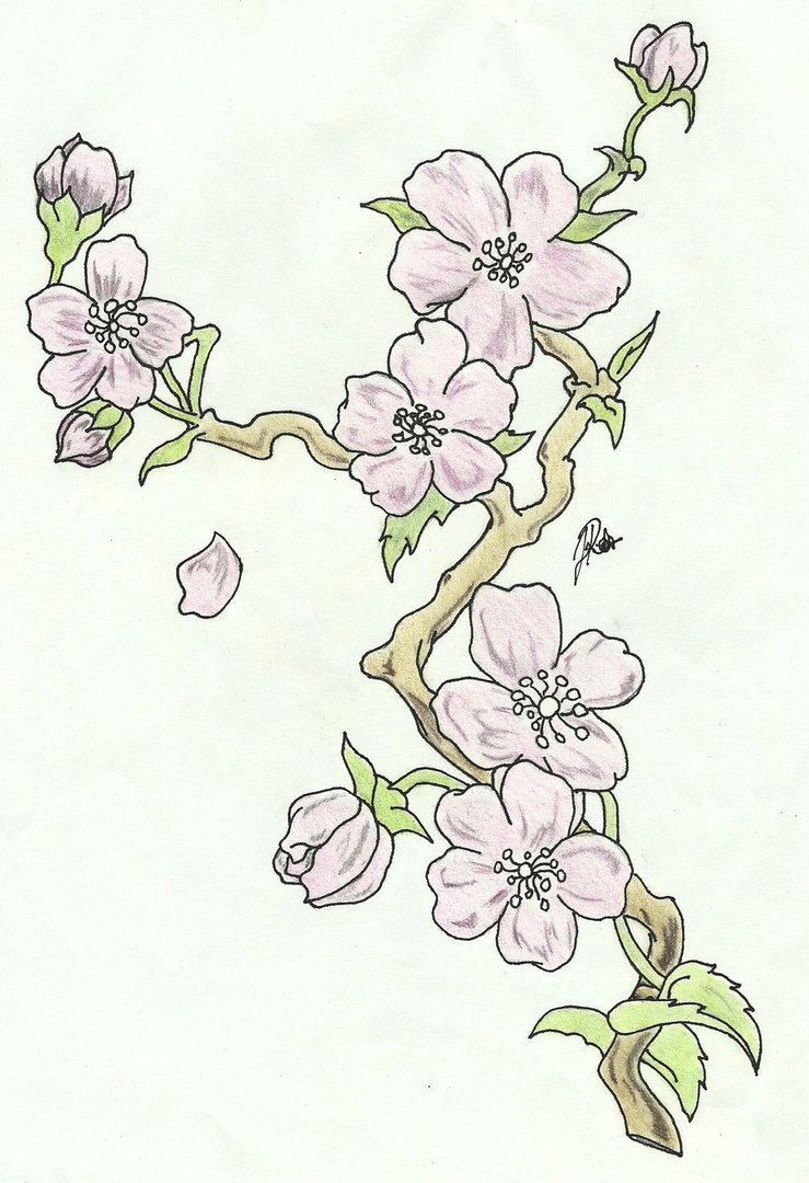 739x1080 Cherry Blossoms Branch Sketch (Colored) By Faytofallstars
