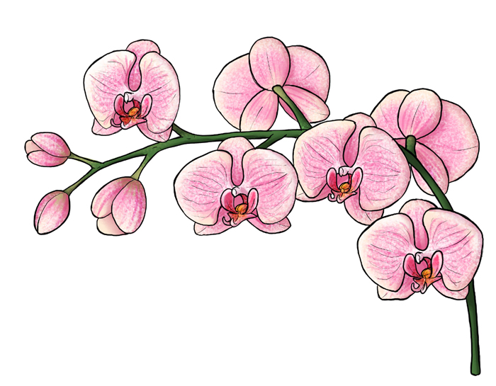700x545 How To Draw Flowers The Sexy And Sultry Orchid