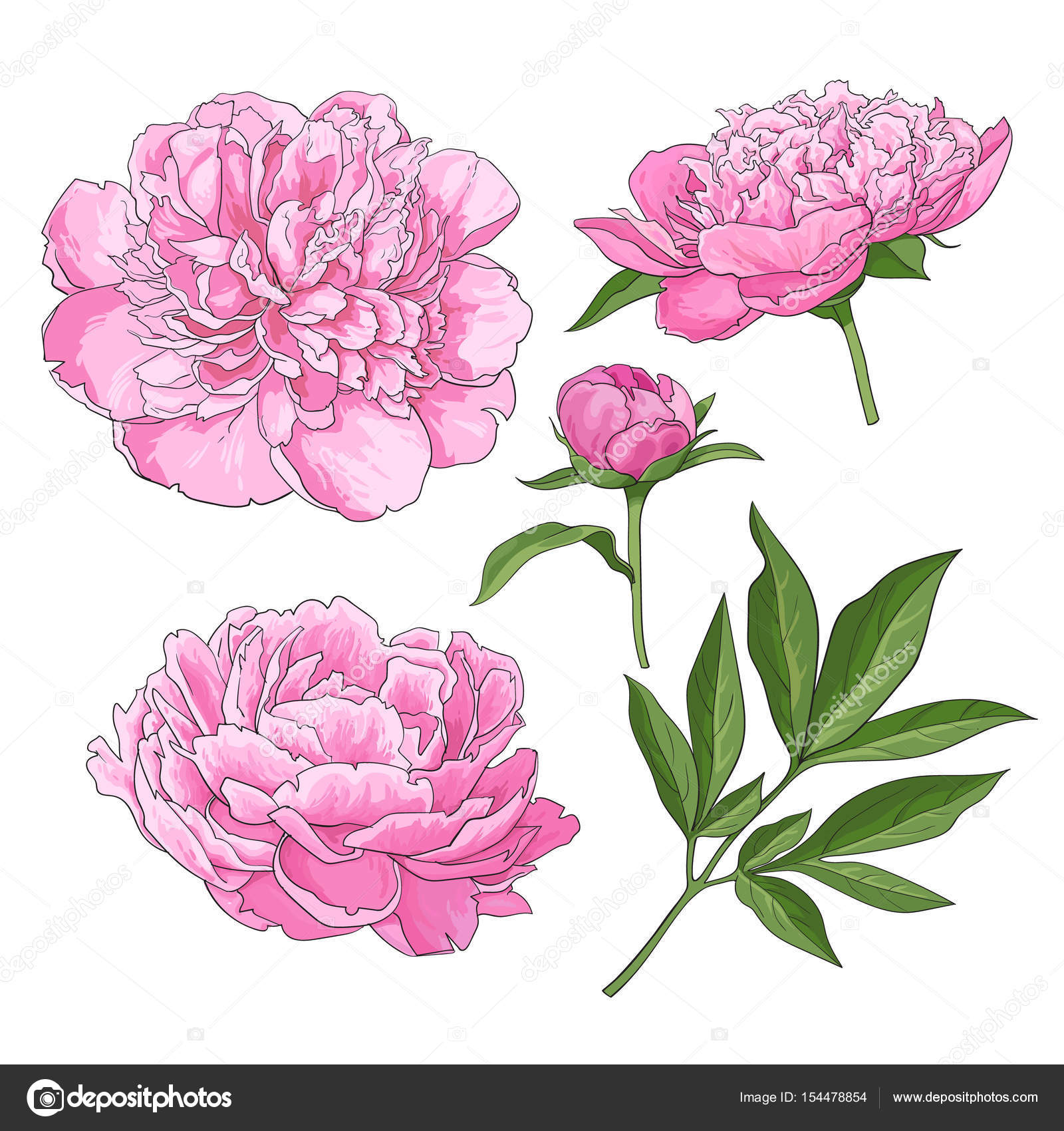 1600x1700 Peony Flowers, Bud, Leaves, Hand Drawn Sketch Style Vector
