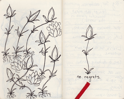 500x397 Drawing Illustration Book Draw Bud Flower Flowers Buds Ink Sketch