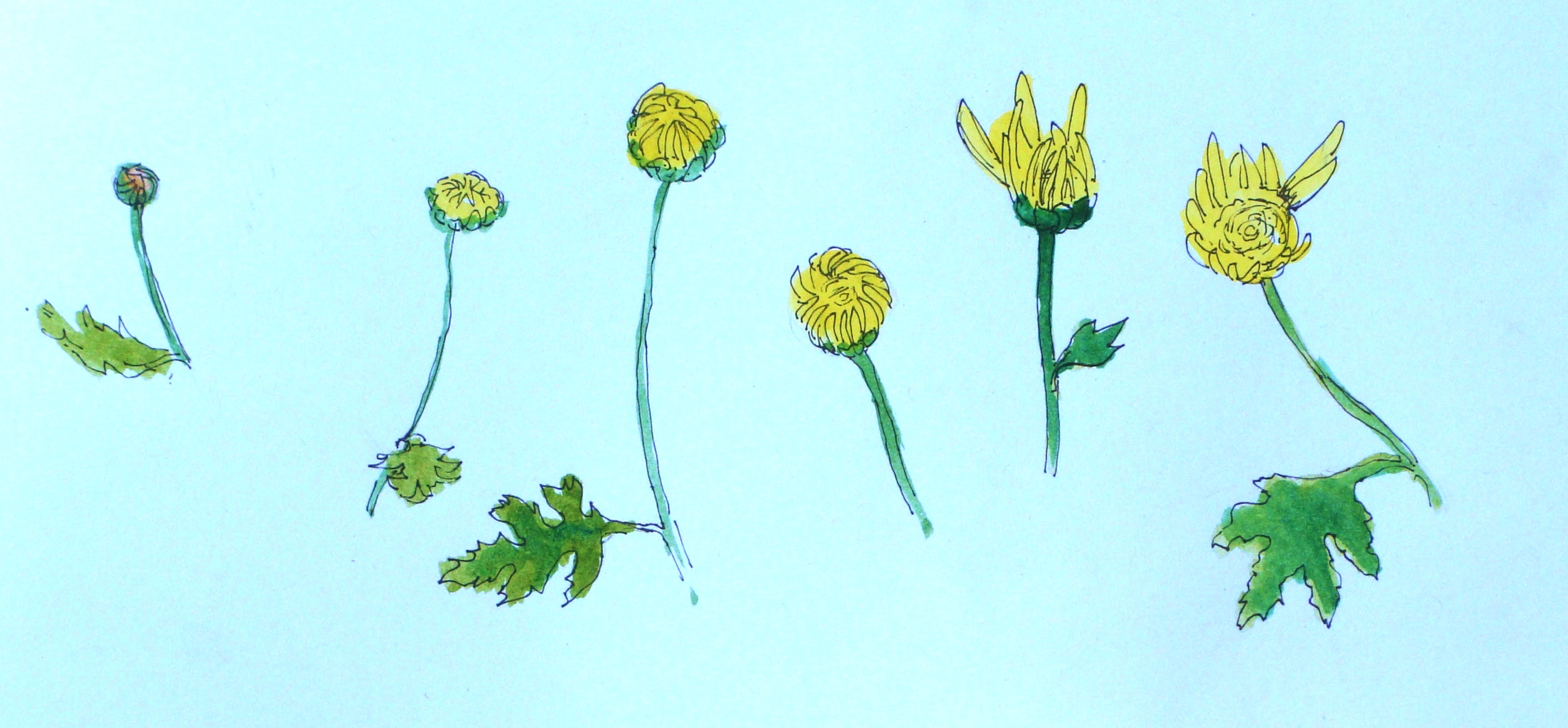 2288x1063 How To Draw To Flower Buds Opening Lillian Kennedy Diagram