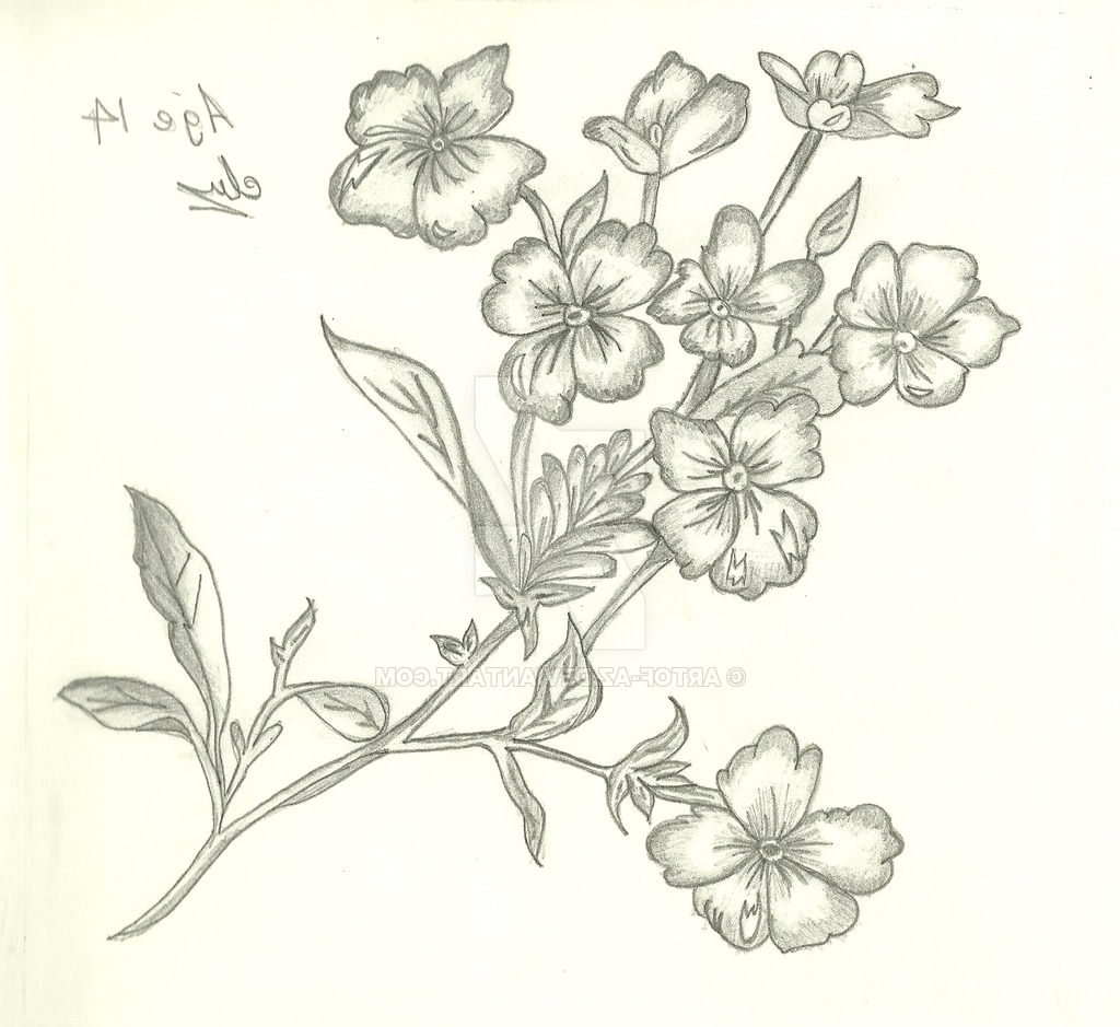 1024x939 Flowers Bunch Drawings In Pencil Pencil Drawing Bunch Of Flowers