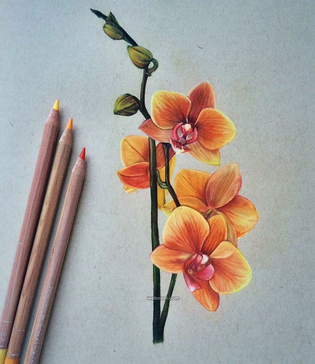 Flower Color Pencil Drawing at GetDrawings Free download
