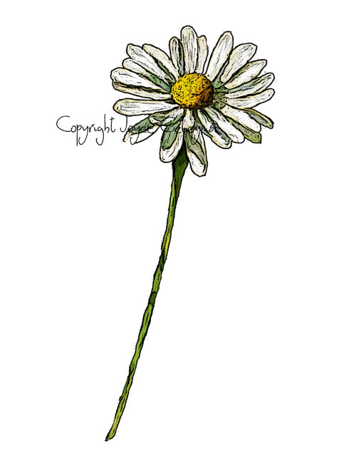 483x640 Clip Art Freehand Drawing Of A Daisy Flower, Floral On Etsy