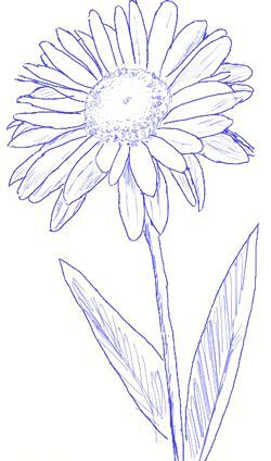 250x424 How To Draw A Daisy, Step 4 Tattoos Drawing