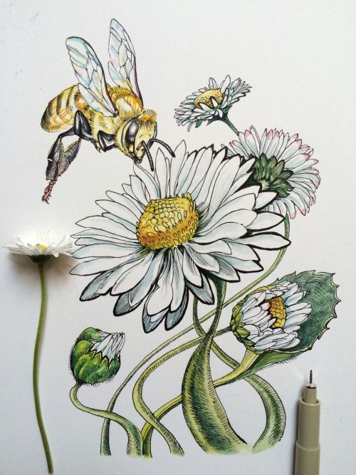 500x667 Badges Botanicals Daisies, Noel