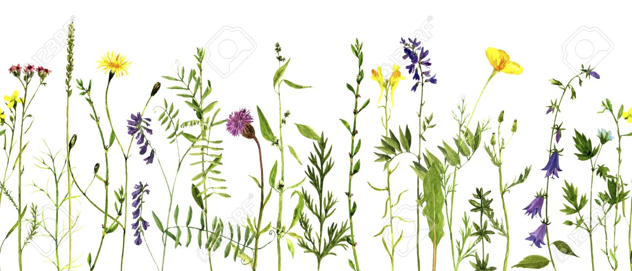 1300x557 Watercolor Drawing Wild Flowers And Herbs, Seamless Decorative