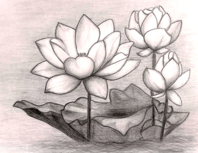 660x510 Flower Drawings