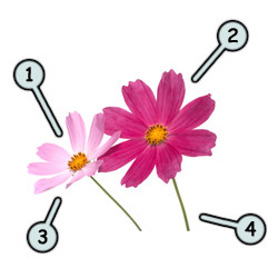 250x250 How To Draw Cartoon Flowers