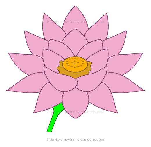 520x504 To Create A Lotus Flower Drawing