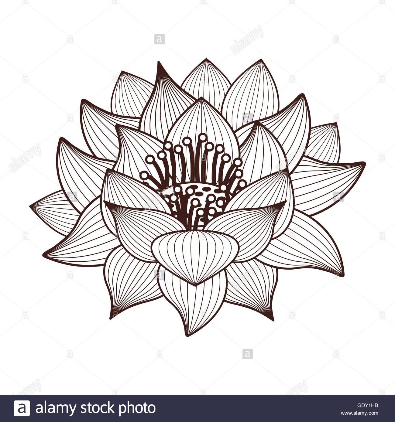1300x1390 Lotus Flower Drawing Designs