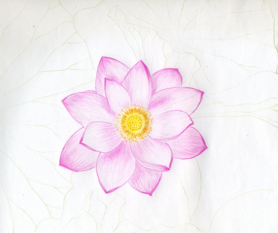890x745 Lotus Flower Drawings Made Easy