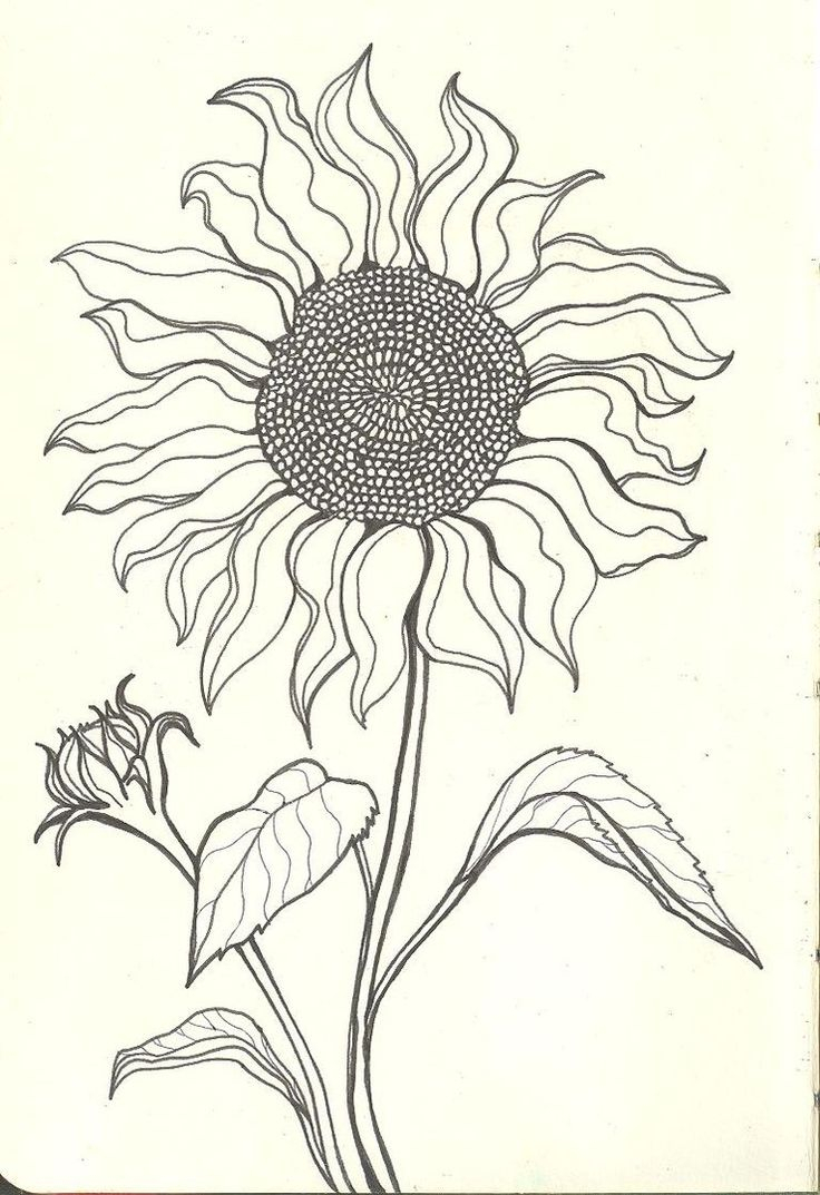 736x1073 Cute Flower Drawings Tumblr Best Sunflower Drawing Ideas