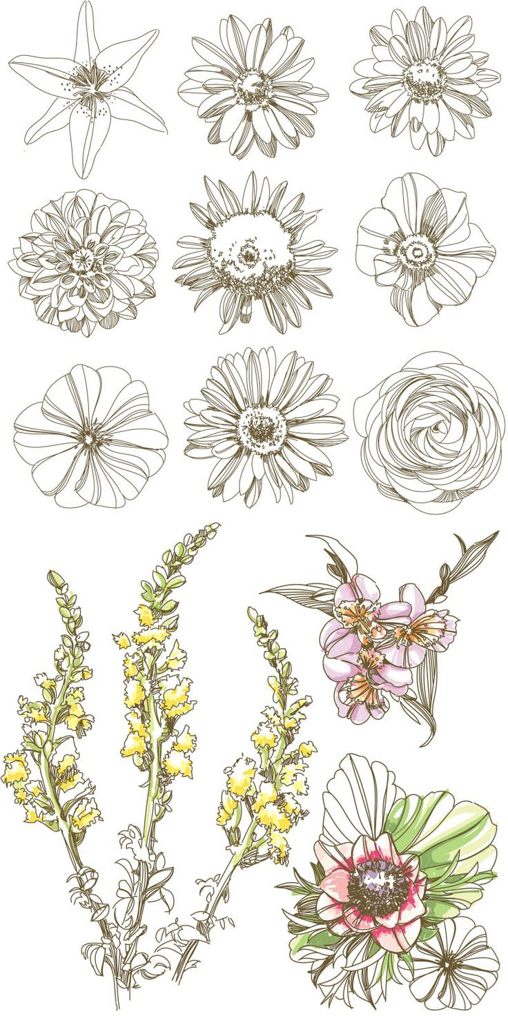 736x1472 Drawing Pictures For Flowers Best Flower Art Drawing Ideas