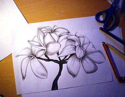 516x400 Image Result For Flower Drawing Tutorial Art Direction