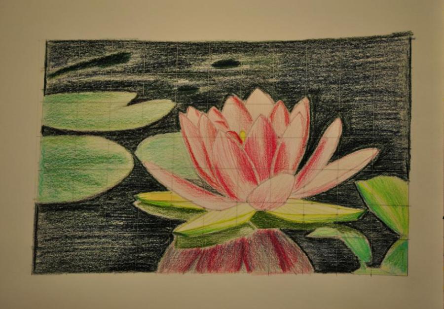 900x627 Lotus Flower Flowers. Drawings. Pictures. Drawings Ideas
