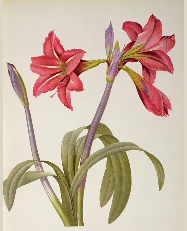 600x740 Flower Drawings Free Amp Premium Templates