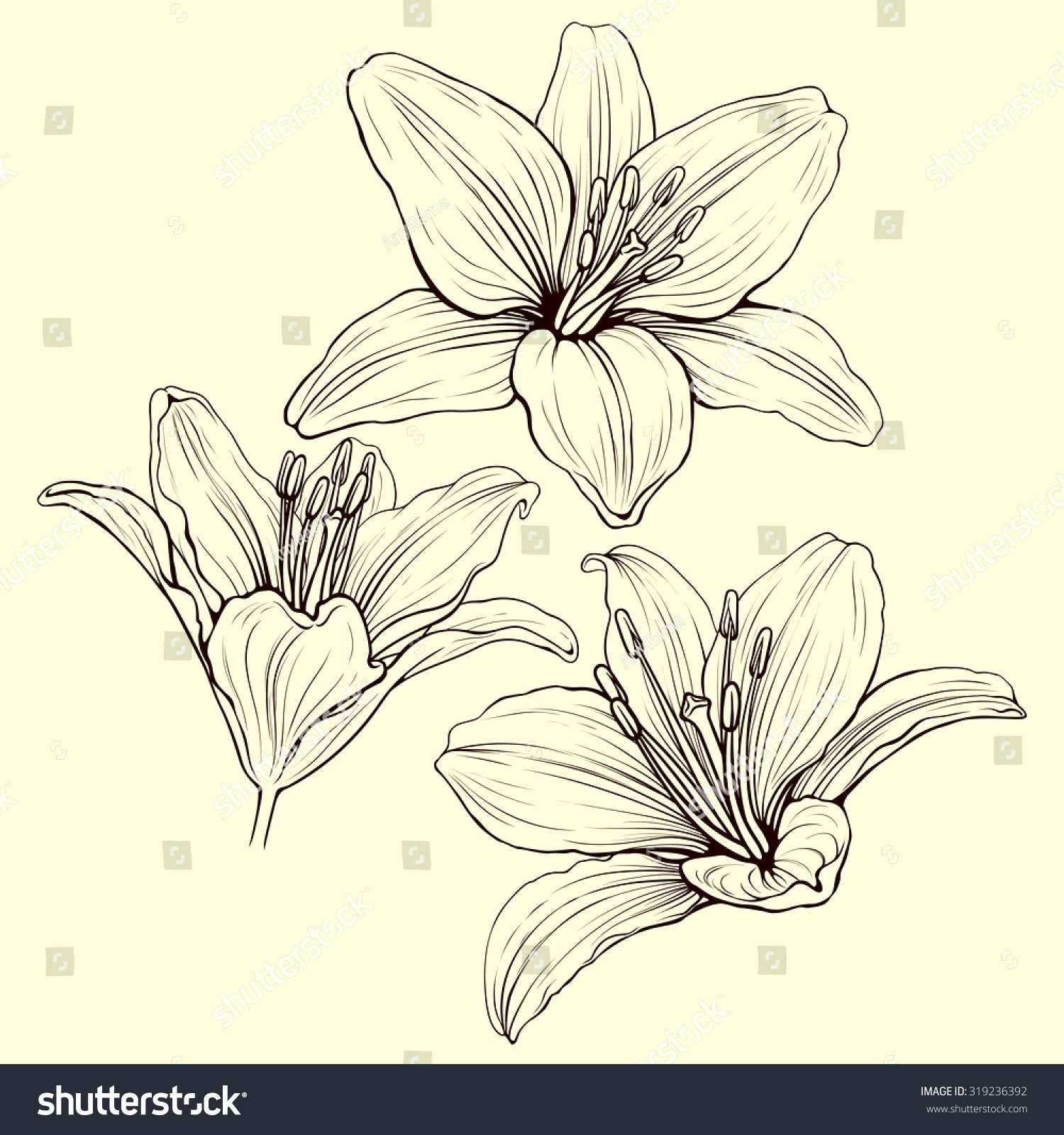 1500x1600 12 Best Of Flower Drawing Lily