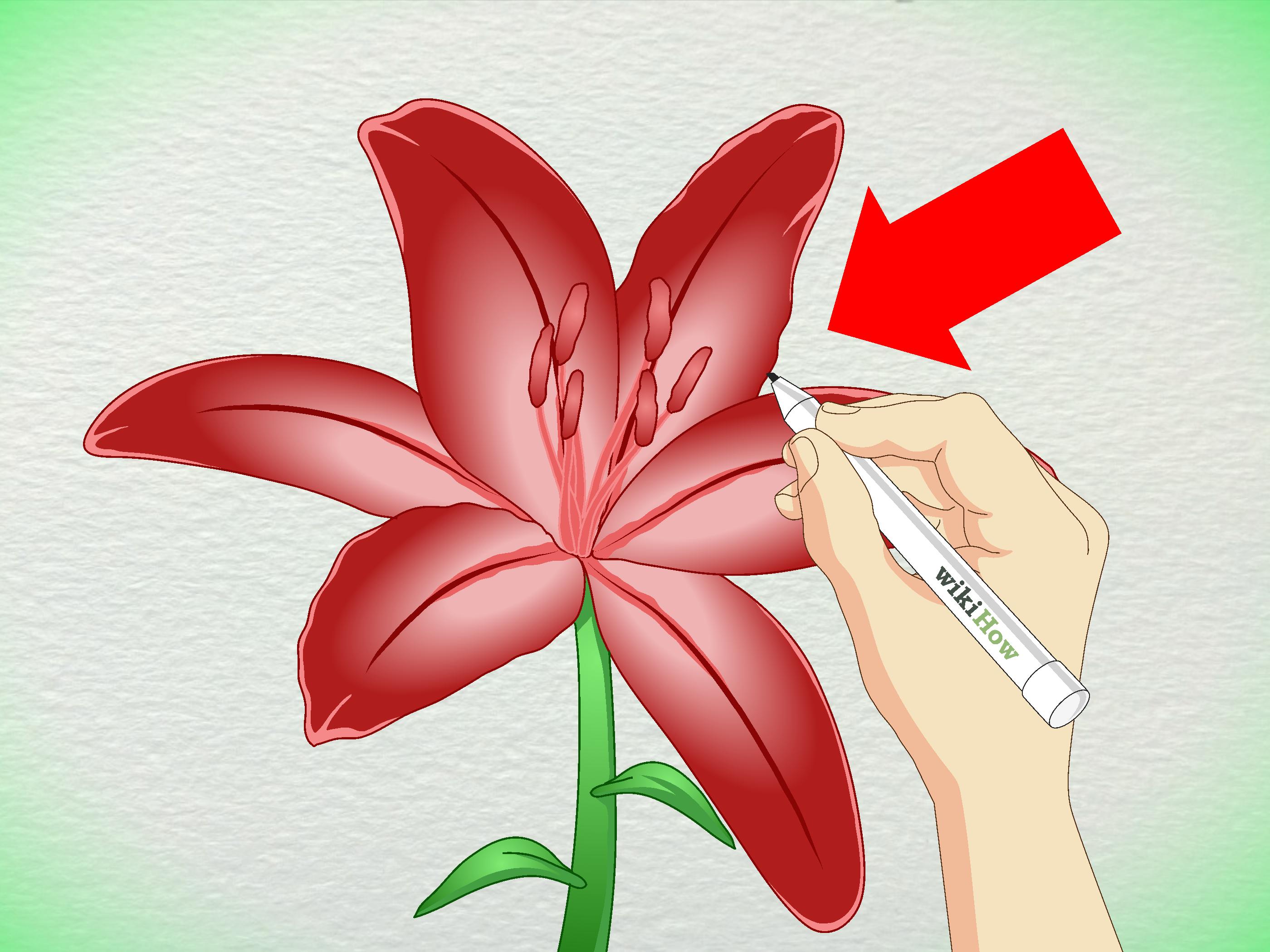 2800x2100 3 Ways To Draw A Lily
