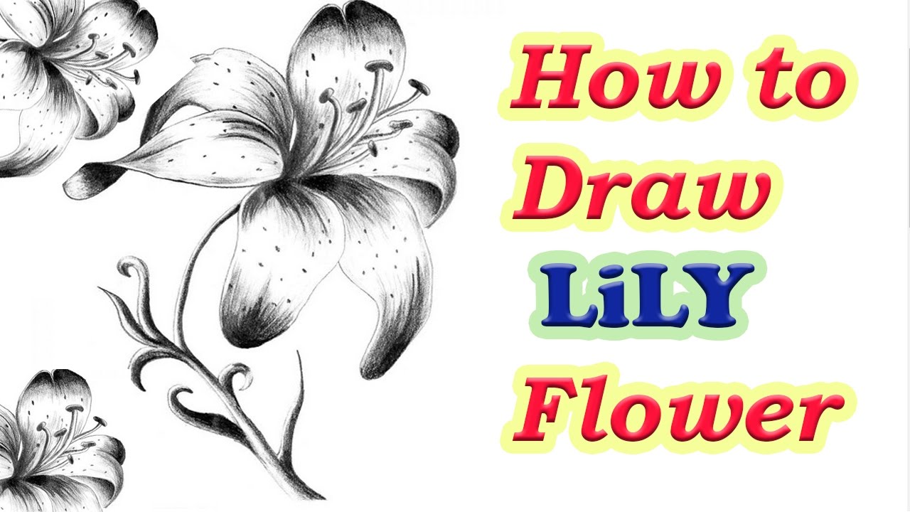 1280x720 How To Draw Lily Flower Step By Step How To Draw A Flower