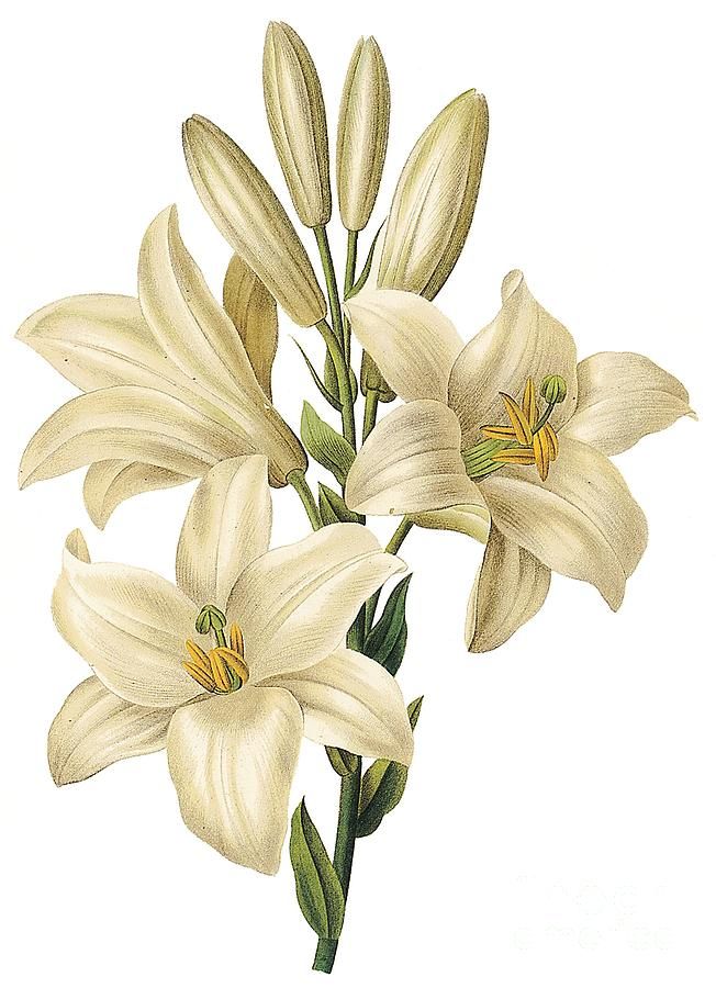 652x900 Lily Flower Drawing Color Flower Art Flower