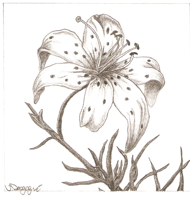 Flower Drawing Lily at GetDrawings | Free download