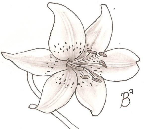 600x522 Lily Flowers Drawings White Lily By Shazwald {Embroidery