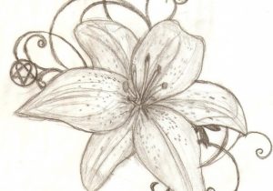 300x210 Lily Flower Drawing Tiger Lily Drawing