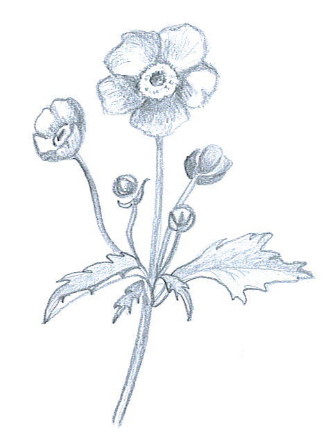 483x637 Flower Sketches