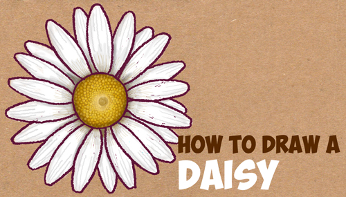 500x285 How To Draw A Daisy Flower (Daisies) In Easy Step By Step Drawing