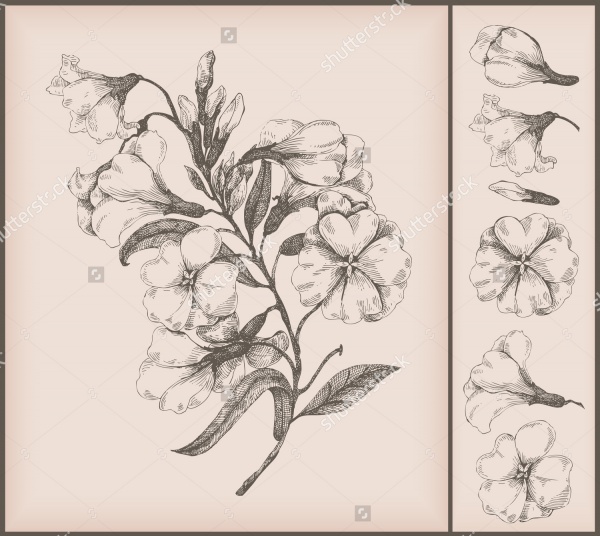 600x536 Beautiful Flower Drawings