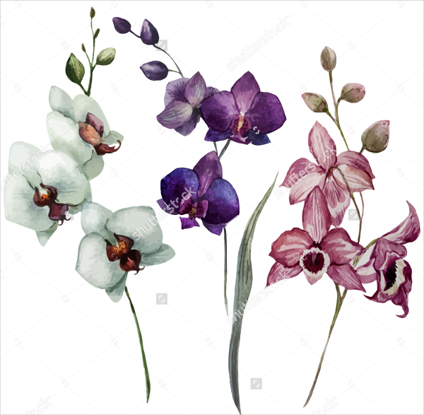 600x587 Flower Drawings