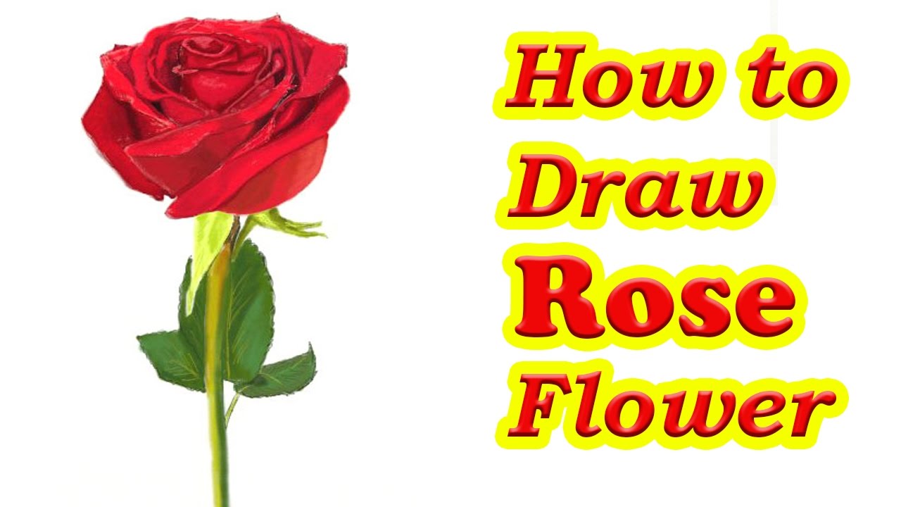 1280x720 How To Draw A Rose Flower Step By Step Easy Drawing Tutorial