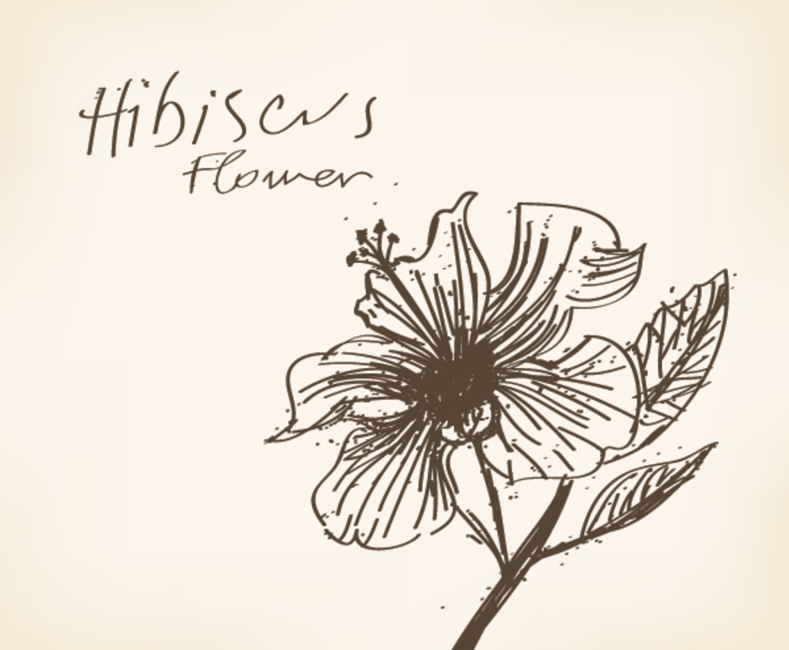 1136x936 Hibiscus Flower Drawing Vector Art Amp Graphics