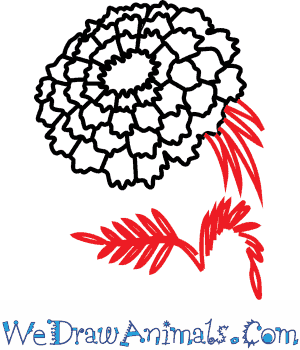 300x350 How To Draw A Marigold Flower