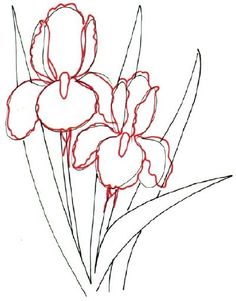 236x301 How To Draw An Iris Flower Step By Step Drawing Tutorials