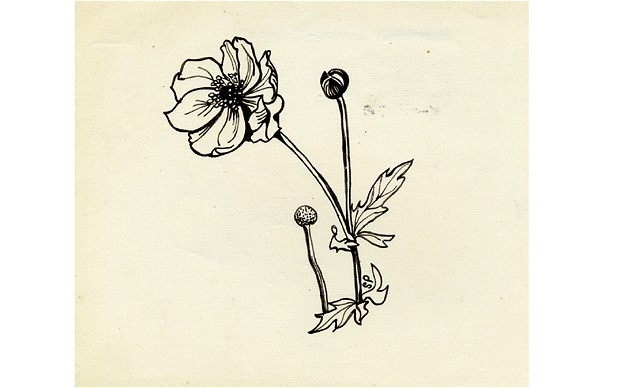 620x388 Sylvia Plath Drawings