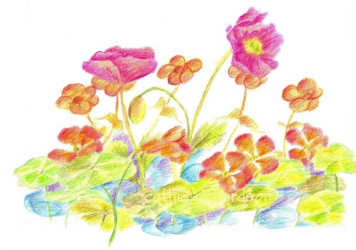 500x352 Flower Garden Drawing Yoopyl Decorating Clear