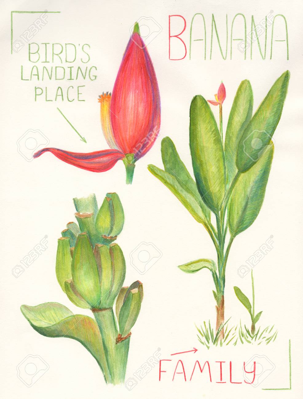 986x1300 Banana Plant Sketch Drawing. Botanical Illustration Of Tropical