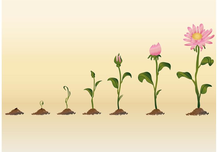 700x490 Growing Flower Vectors 114184
