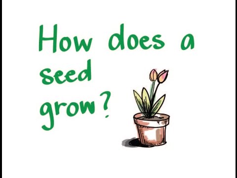 480x360 How Does A Seed Grow