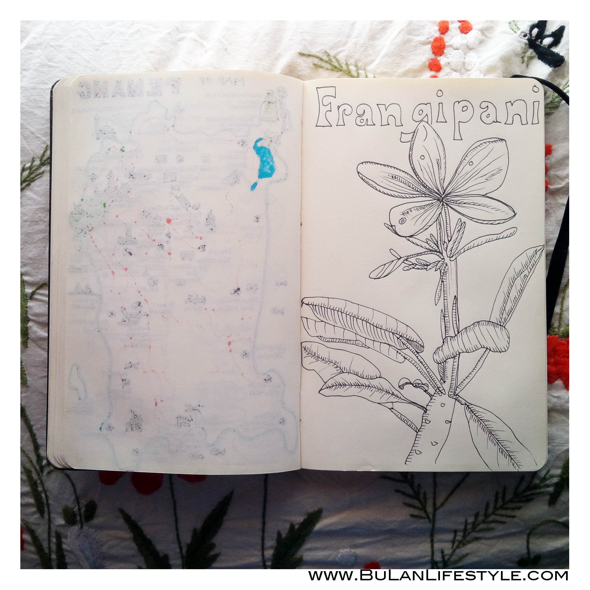 2438x2438 Sketch Of The Day No 328 Frangipani Plant And Flower The Crazy